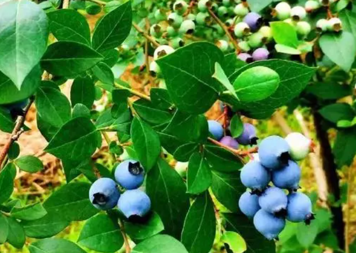 5月份适合种什么水果