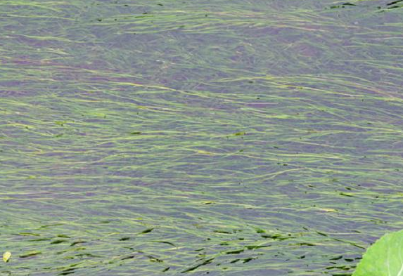 鱼塘适合种什么水草