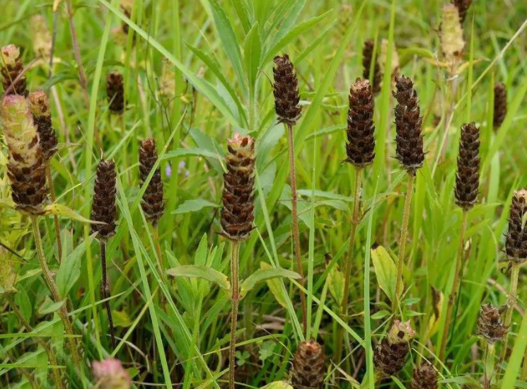 山上适合种什么药材