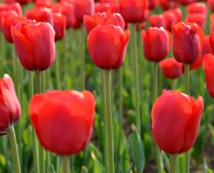 郁金香适合什么时候种