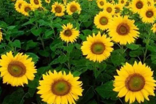 向日葵适合什么时候种