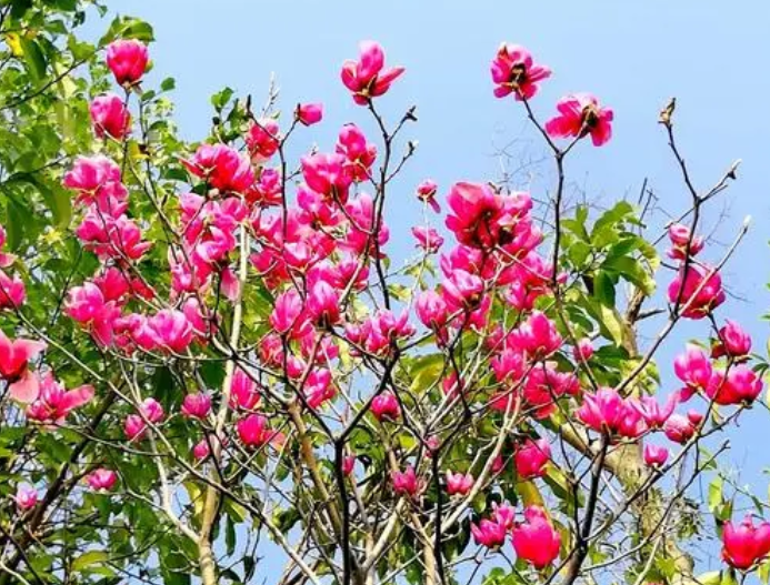 长沙适合种什么花