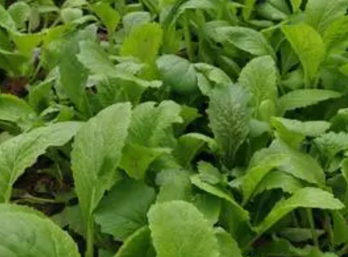 树下适合种什么蔬菜