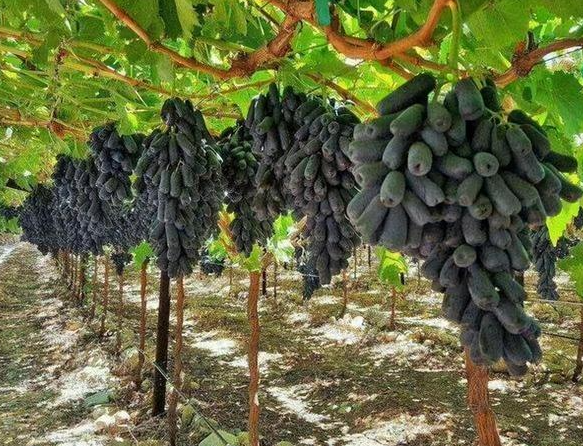 沙土地适合种什么果树