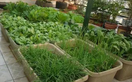 北阳台适合种什么菜