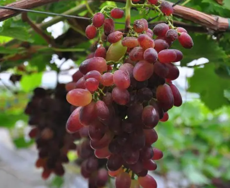 四川适合种什么葡萄