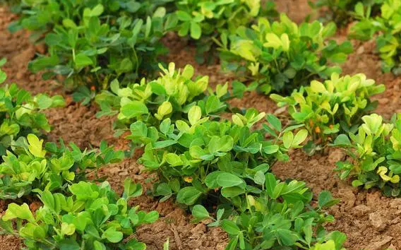 壤土适合种什么植物