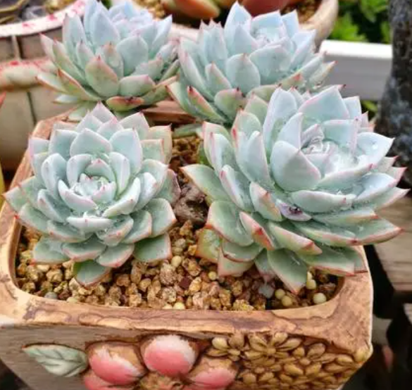 什么季节适合种多肉