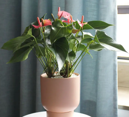 花盆适合种什么植物