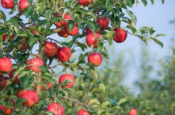 夏季适合种什么果树