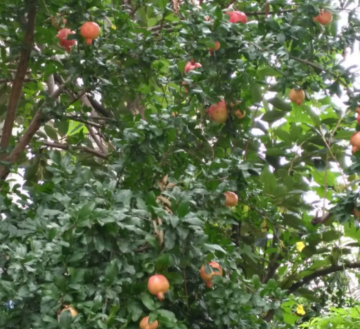 南京适合种什么果树