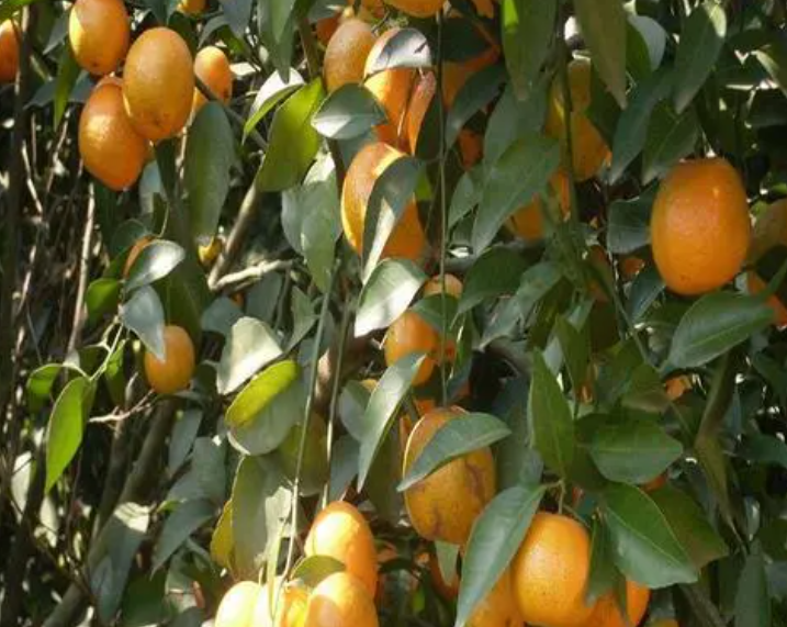 苏州适合种什么果树