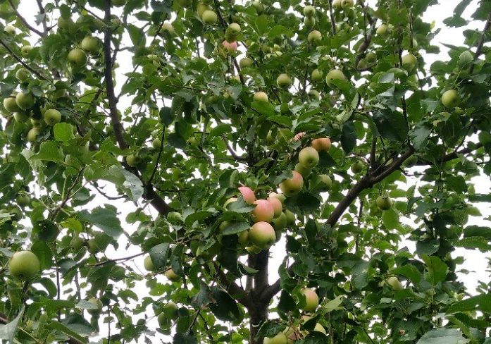 天津适合种什么果树