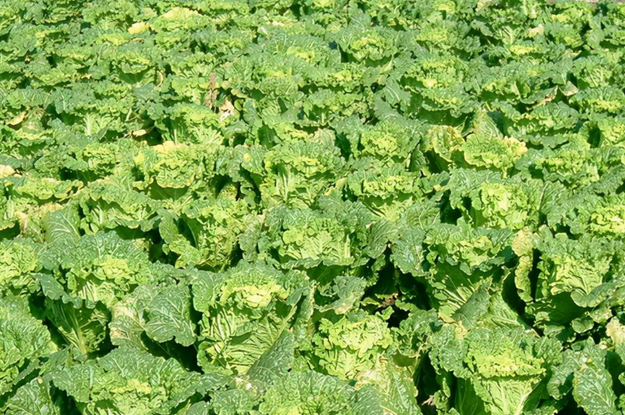 冬天适合种什么农作物