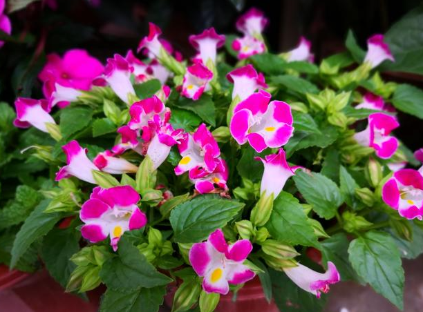 三四月份适合种什么花