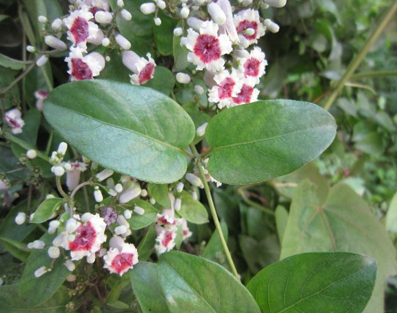 海南适合种什么药材