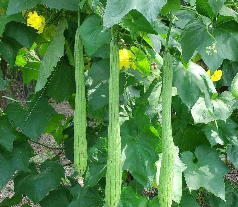 七月适合种什么蔬菜