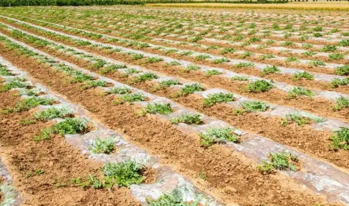 北方盐碱地适合种什么