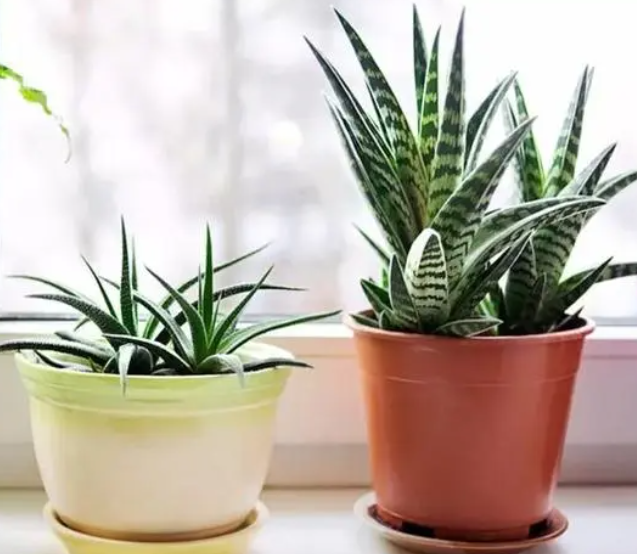 家门口适合种什么植物