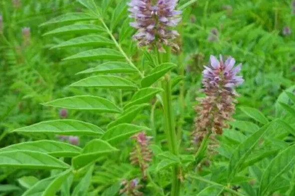 沙土地适合种什么药材