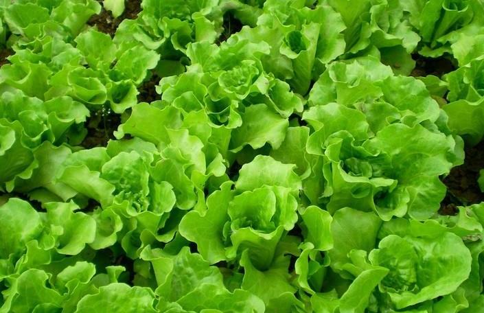 春天适合种什么农作物