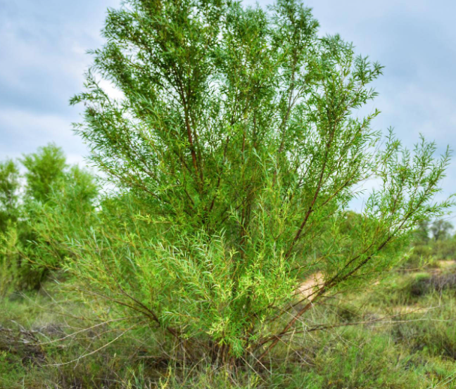 沙滩地适合种什么
