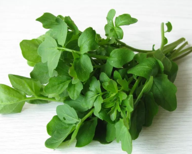 小花盆适合种什么菜