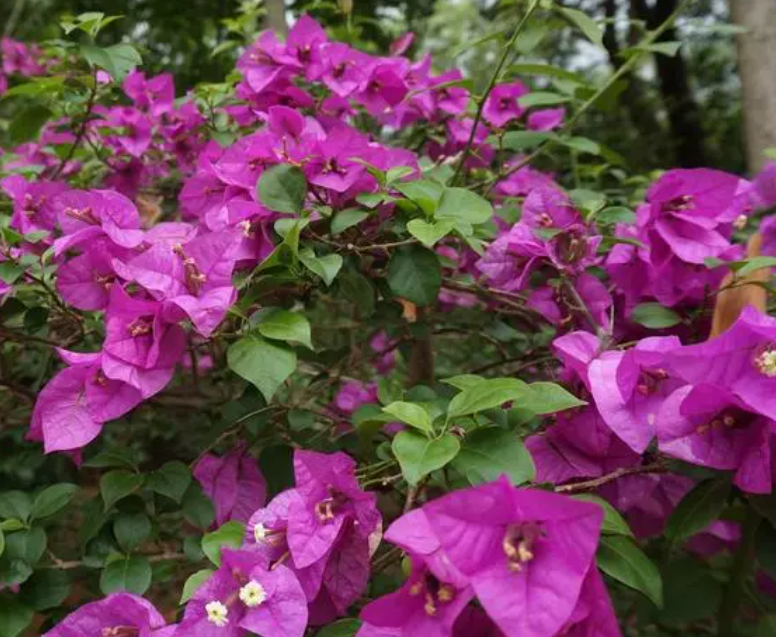 广东阳台适合种什么花