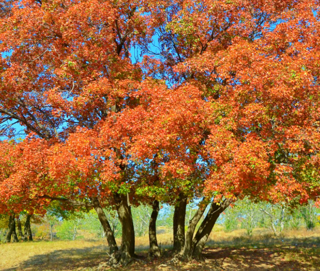 北方小院适合种什么树