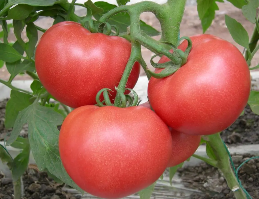 西红柿适合什么时候种