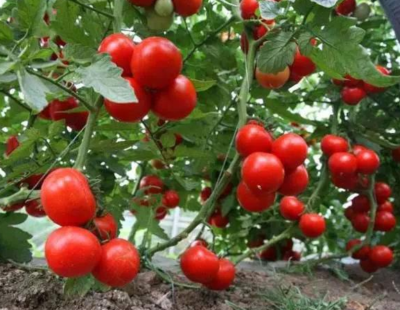 夏季适合种什么青菜