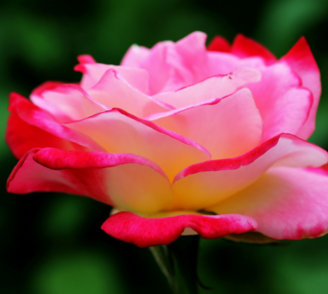 西北阳台适合种什么花