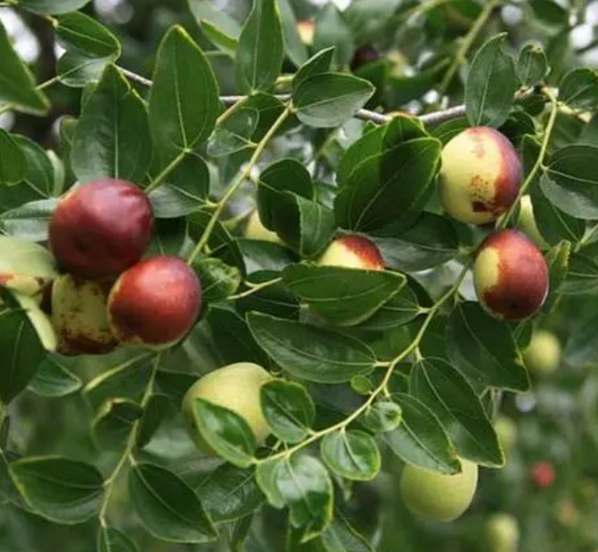 盐碱地适合种什么果树