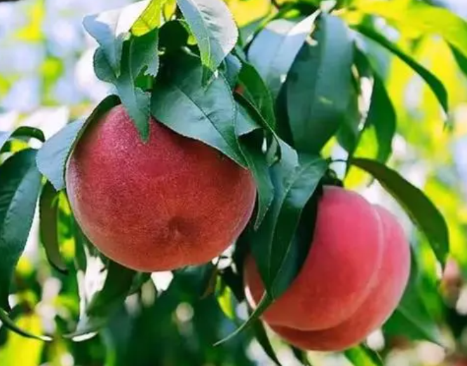 信阳适合种什么果树