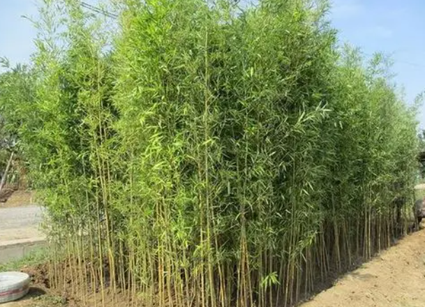 北京适合种什么竹子