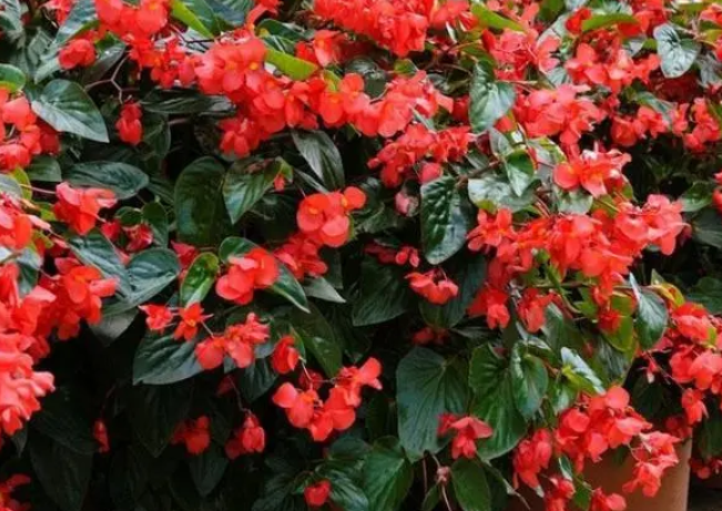 东北室外适合种什么花