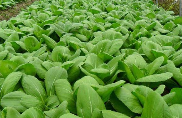 现在的季节适合种什么菜