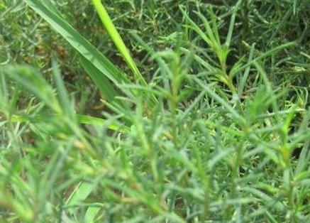 盐碱地适合种什么草