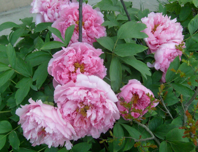 墓地适合种什么植物