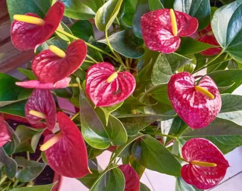 三亚适合种什么花