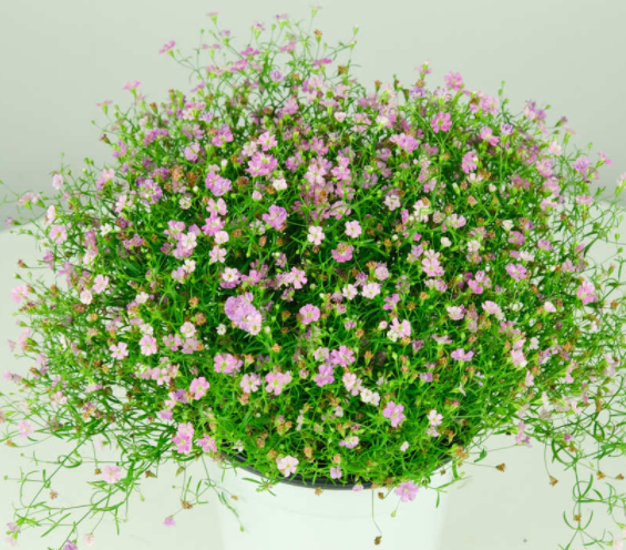 满天星适合什么时候种