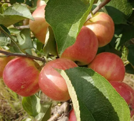 江南适合种什么果树