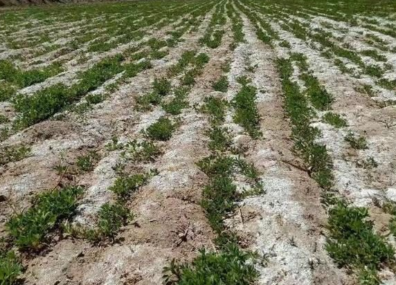 盐碱地适合种什么药材