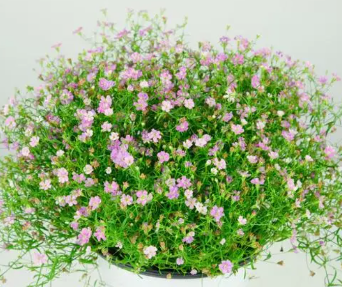 满天星适合什么季节种