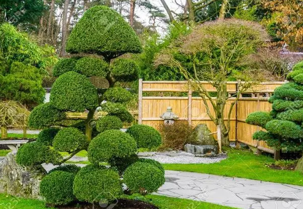 庭院不适合种什么树