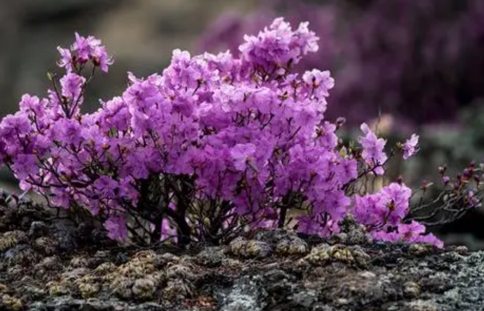 假山上适合种什么植物