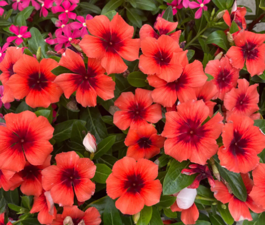 泥炭土适合种什么花