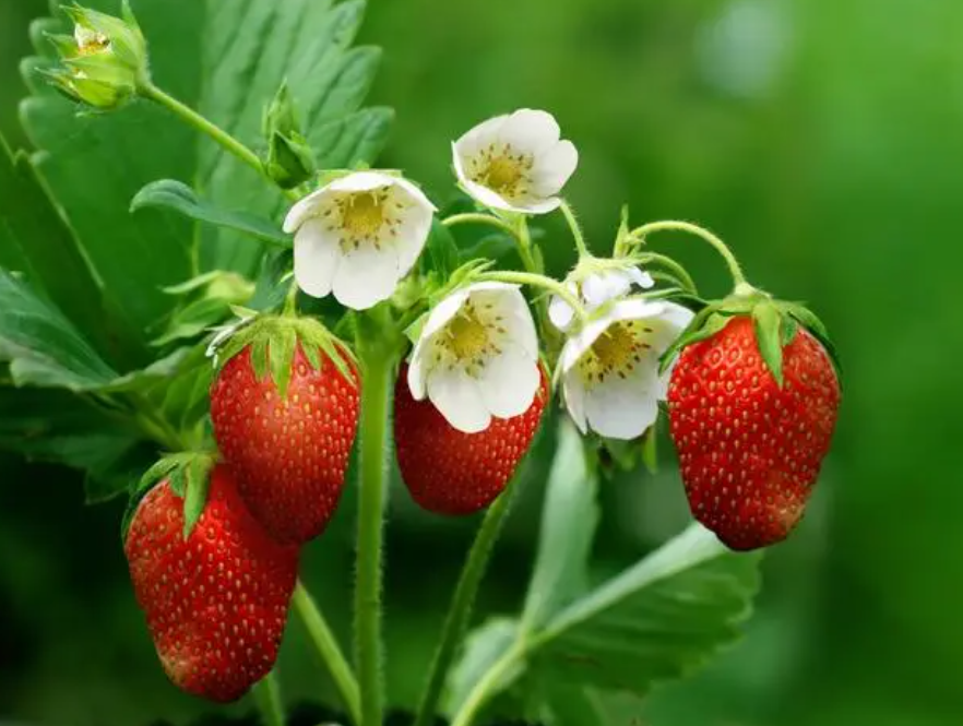 草莓适合种在什么地方