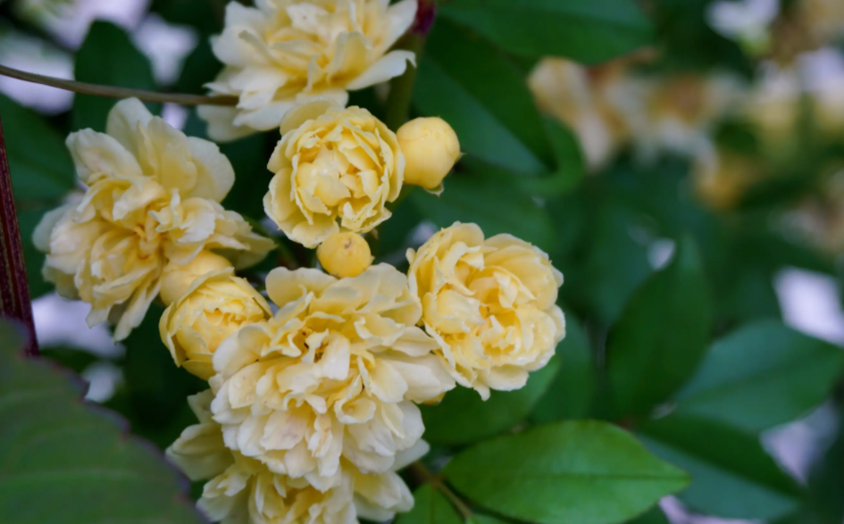 黏土适合种什么植物