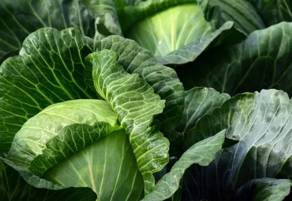 10月份适合种什么蔬菜